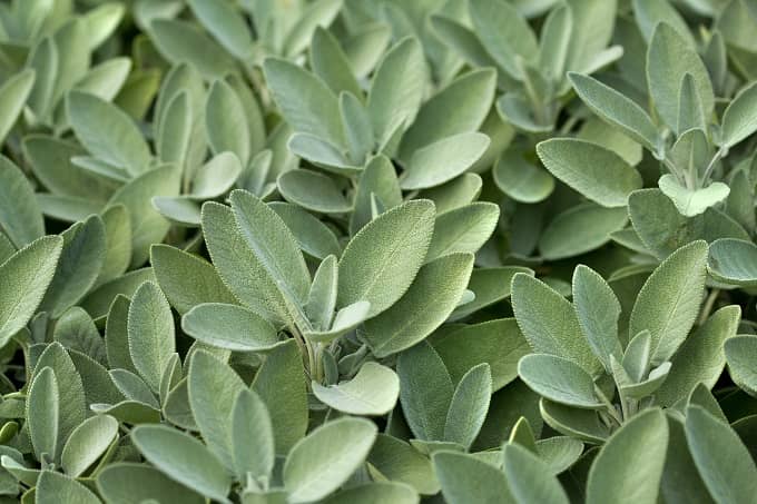 Sage Best To Grow In September